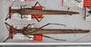 CollectionObject 1563153; 2e6414b6-4a36-4070-8acf-836f8be427a0: copyright USNM, Washington. female (paratypes). (CollectionObject).;CollectionObject 1563154; 5441a683-0839-4c0c-a346-58fdad058e99: copyright USNM, Washington. female (paratypes). (CollectionObject).