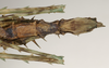 CollectionObject 1557090; d30b9910-6274-4c5a-8e32-3240ebaa97a3: copyright St. Petersburg. female: end of abdomen, ventral view of synonym Antongilia echinops (holotype). (CollectionObject).