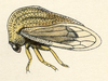Habitus, lateral view on Ochropepla corrosa (Fairmaire, 1846): (Observation).