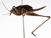 CollectionObject 1530621; 92e6af9f-82b8-45a8-a485-cfeacbd53e35: female, lateral view (allotype). (CollectionObject).