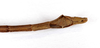CollectionObject 1557732; 5b104d7d-9326-4b85-a238-e2e6b186c89f: copyright MNCN, Madrid. male: end of abdomen, ventral view (syntype). (CollectionObject).;CollectionObject 1557733; 2a6b8945-348f-4230-9363-ba0f5bbe7296: copyright MNCN, Madrid. male: end of abdomen, ventral view (syntype). (CollectionObject).