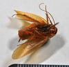 CollectionObject 1553135; 2e9a1ea7-b405-4e40-ae29-1932390f9fd7: copyright NTUC. ventral view (syntype). (CollectionObject).;CollectionObject 1553136; 466b79e0-966e-4969-a1a2-3a25a138e2a2: copyright NTUC. ventral view (syntype). (CollectionObject).