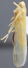 Habitus, lateral view on Fagocyba douglasi (Edwards, 1878): Lateral. (Observation).