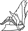 Subgenital plate, ventral view on Diomma (Diomma) knighti Dworakowska, 1981: Subgenital plate, stylus & connective. (Observation).