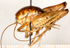 CollectionObject 1499670; 884acfb2-b00d-4baf-bac2-8157a205c417: male, lateral view. (CollectionObject).