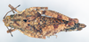 CollectionObject 1543154; d186ac21-6679-4027-98a9-c8072d45edb6: female, dorsal view (lectotype of Chrotogonus brachypterus). (CollectionObject).