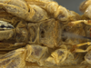 CollectionObject 1593111; e0ec04db-72ca-4188-a0eb-28c274140f8a: female, meso- and metabasisternum. (CollectionObject).