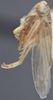 Habitus, lateral view on Exitianus nanus (Distant, 1908): Lateral. (Observation).