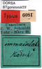 CollectionObject 1500558; 438158fe-bd38-4bad-a3d7-10fe6d7600dd, DORSA BTgonimmHTF: labels (holotype). (CollectionObject).