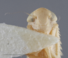 Head: !! display not done !! on Dalbulus maidis (DeLong & Wolcott, 1923): Head/Face. (Observation).
