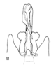 Pygofer, ventral view: (Observation).