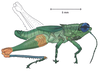Pseudanniceris nigrinervis (Stål, 1878): male, lateral view. (Otu).