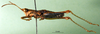 CollectionObject 1501226; c602135b-8dd0-4bf8-a673-809440a5625d, DORSA BA000503S01: male, lateral view (syntype). (CollectionObject).
