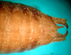 CollectionObject 1502055; 86106bf5-d01a-42d1-a33f-49b01a7f9b03: male abdomen tip, ventral view (paratype). (CollectionObject).