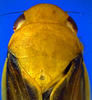 Head on Chilenana chilena DeLong & Freytag, 1967: Male [DZRJ]: head, pronotum and mesonotum, dorsal view. (Observation).