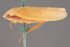 Habitus, lateral view: !! display not done !! on Ponana (Ponana) citrina (Spångberg, 1878): (Observation).
