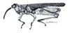 Hysterotettix nigricoxa Descamps, 1979: Fig. 136. male, habitus. (Otu).