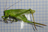 Tettigonia orientalis Uvarov, 1924: female. (Otu).