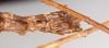 CollectionObject 1559784; 50d09905-a467-45ac-b1cf-41511a082c11: St. Petersburg. female abdomen, ventral view (holotype). (CollectionObject).