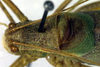 male head and pronotum, dorsal view (holotype). Depicts CollectionObject 1500643; faaec6d8-65f6-4898-96f0-8f8177f124f9, a CollectionObject.