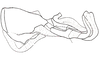 Dichroplus mantiqueirae Ronderos, Carbonell & Mesa, 1968: Fig. 107. endophallus, lateral view. (Otu).