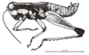 Digamacris amoena (Stål, 1878): Fig. 1. male habitus. (Otu).