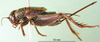 female, lateral view (syntype of Acheta melas). Depicts CollectionObject 1501933; 3d74d4b2-4288-48a3-be07-c21b2e93ed55, a CollectionObject.