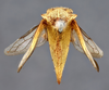 Habitus, dorsal view on Ennya notata (Stål, 1870): (Observation).