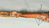 CollectionObject 1598194; QM T246604, f25ba443-f74d-4cfe-b81a-ad7eb39949d7: copyright QM. female: head & thorax, lateral view (holotype) [for comparison, this is how the preserved specimen looks]. (CollectionObject).