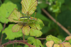 CollectionObject 1584971; d5544489-7cf2-49db-9a61-a3fa25ee5d03: female. (CollectionObject).