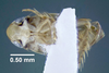 Habitus ventral view: !! display not done !! on Xestocephalus superbus (Provancher, 1890): (Observation).