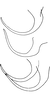 Anal tube processes: Anal tube process. (Observation).