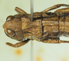 CollectionObject 1498696; ec7d2af6-3299-40ae-85ba-88e5a1f50736: female head and pronotum, dorsal view. (CollectionObject).