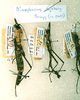 CollectionObject 1558499; 81a69bcb-fa65-4cfc-85a3-807ba0f08163: copyright RMNH, Leiden. female (holotype) and male (paratype). (CollectionObject).