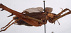 CollectionObject 1534506; ce5c044c-63a5-4c64-bd5b-3821a3e5c63a: male, lateral view (holotype). (CollectionObject).