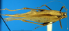 CollectionObject 1566629; c4b59670-4034-4b71-b360-f7634fd93fbc: female, dorsal view (syntype). (CollectionObject).