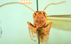 CollectionObject 1502153; b2009307-bb08-4891-93c3-1510fcd7fb17: male, frontal view (paralectotype). (CollectionObject).