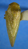 Habitus, dorsal view on Rugosella obrienorum (Freytag & DeLong, 1971): Male holotype [OSU]: habitus, dorsal view. (Observation).