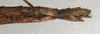CollectionObject 1560904; NMW 461, 43f7d5b1-27dc-48c7-86e2-f077831424a1: copyright NMW, Vienna. female: end of abdomen, lateral view (holotype). (CollectionObject).