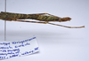 CollectionObject 1576336; 3be6773e-bf25-4d89-95a5-104c73166391: copyright ZRC, Singapore. female abdomen, lateral view (holotype). (CollectionObject).
