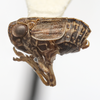 Habitus, lateral view: (Observation).
