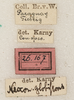 labels (syntype). Depicts CollectionObject 1589286; 5d66f540-8593-436e-896c-eaedeaf4092c, a CollectionObject.
