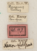 CollectionObject 1589286; 5d66f540-8593-436e-896c-eaedeaf4092c: labels (syntype). (CollectionObject).