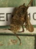 Habitus, dorsal view: !! display not done !! on Dicodia variegata (Germar, 1821): (Observation).