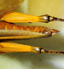 CollectionObject 1498828; 1783afad-7590-4bb1-b9be-3e5e70c2c749: 2012. female, abdomen and hind tibiae, dorsal view. (CollectionObject).