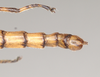 CollectionObject 1558246; 957ca7d7-326d-4ba5-bcdf-2a3ee0b6babf: copyright Natural History Museum, London. male: end of abdomen, dorsal view (holotype). (CollectionObject).