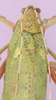 CollectionObject 1530771; 89db31a2-02d0-4bc1-8332-91e23eff4670: female, dorsal view. (CollectionObject).
