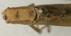 CollectionObject 1535903; 1cae8755-b063-4420-89d0-172bcde1ebf5, MNCN8269: male pronotum dorsal (syntype). (CollectionObject).