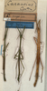 CollectionObject 1557757; 11cbf237-f501-426b-980f-93ea558d0337: copyright NMW, Vienna. male and female (syntypes). (CollectionObject).;CollectionObject 1557758; 76fe8e28-38d1-40c9-893d-8c7395fa3858: copyright NMW, Vienna. male and female (syntypes). (CollectionObject).;CollectionObject 1557759; ab2c6d27-eee0-44a7-a9ca-ff9d248f36e1: copyright NMW, Vienna. male and female (syntypes). (CollectionObject).