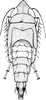 Nymph: !! display not done !! on Scaphoideus (Scaphoideus) luteolus Van Duzee, 1894: (Observation).